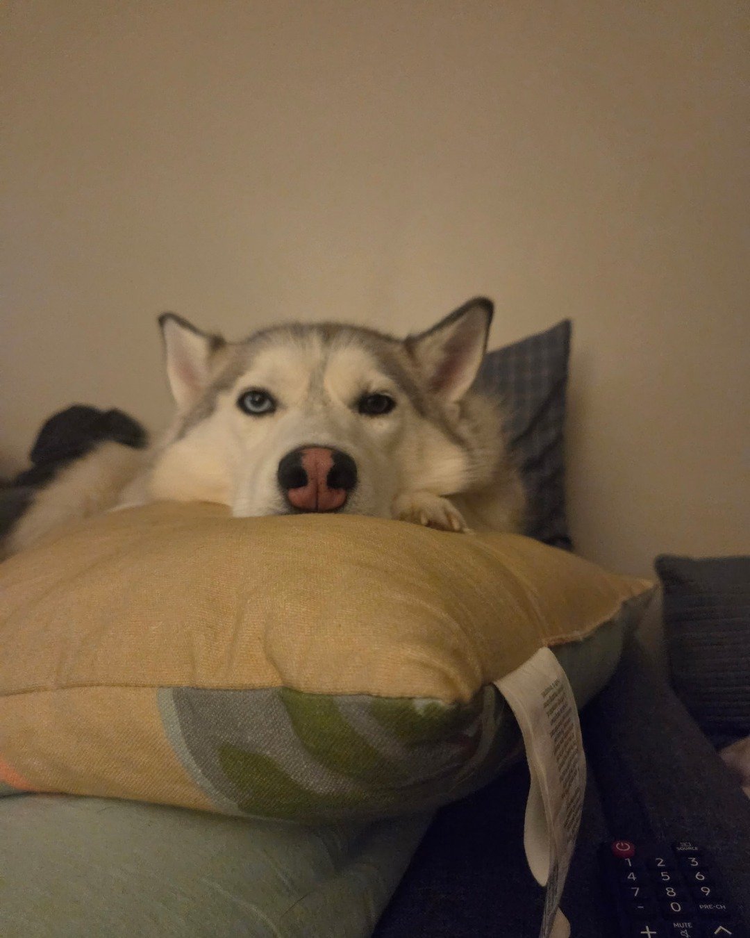 Athena the husky. Cushion, Home Decor, Dog, Husky, Puppy, Couch