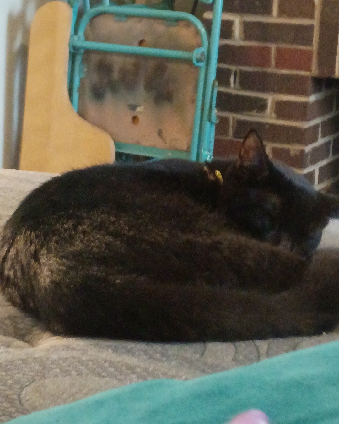 batty the tabby. Cat, Black Cat