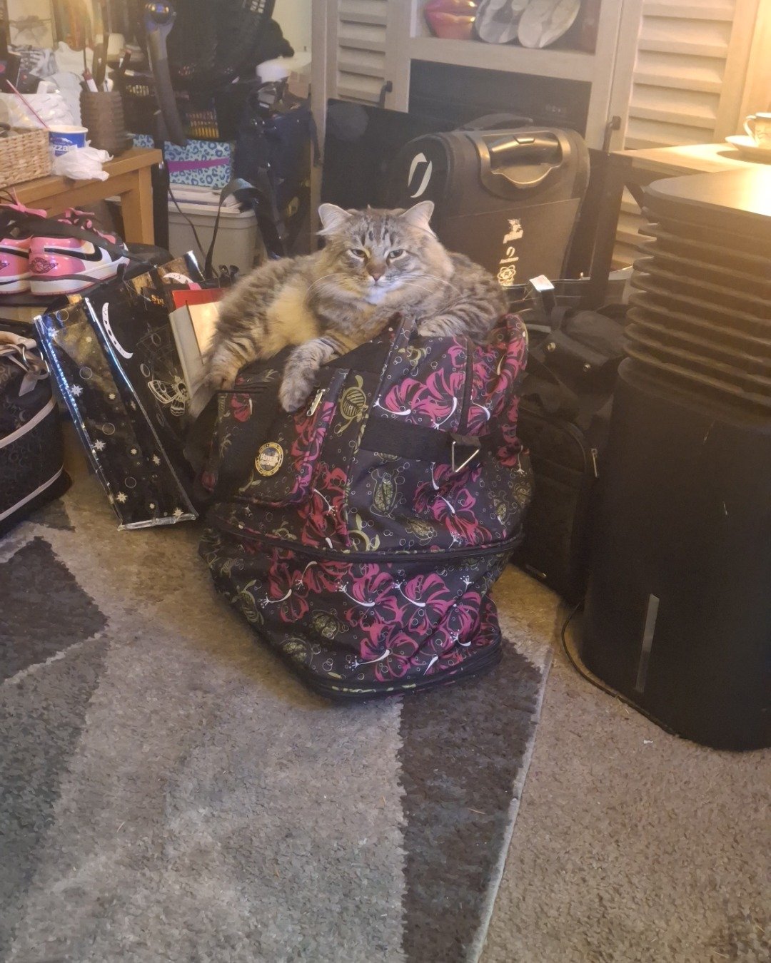 Bash, Bashy, Bashy-Boy, BashMcTash the Domestic Mediumhair Tabby. Cat, Cup, Furniture, Bag, Accessories, Handbag