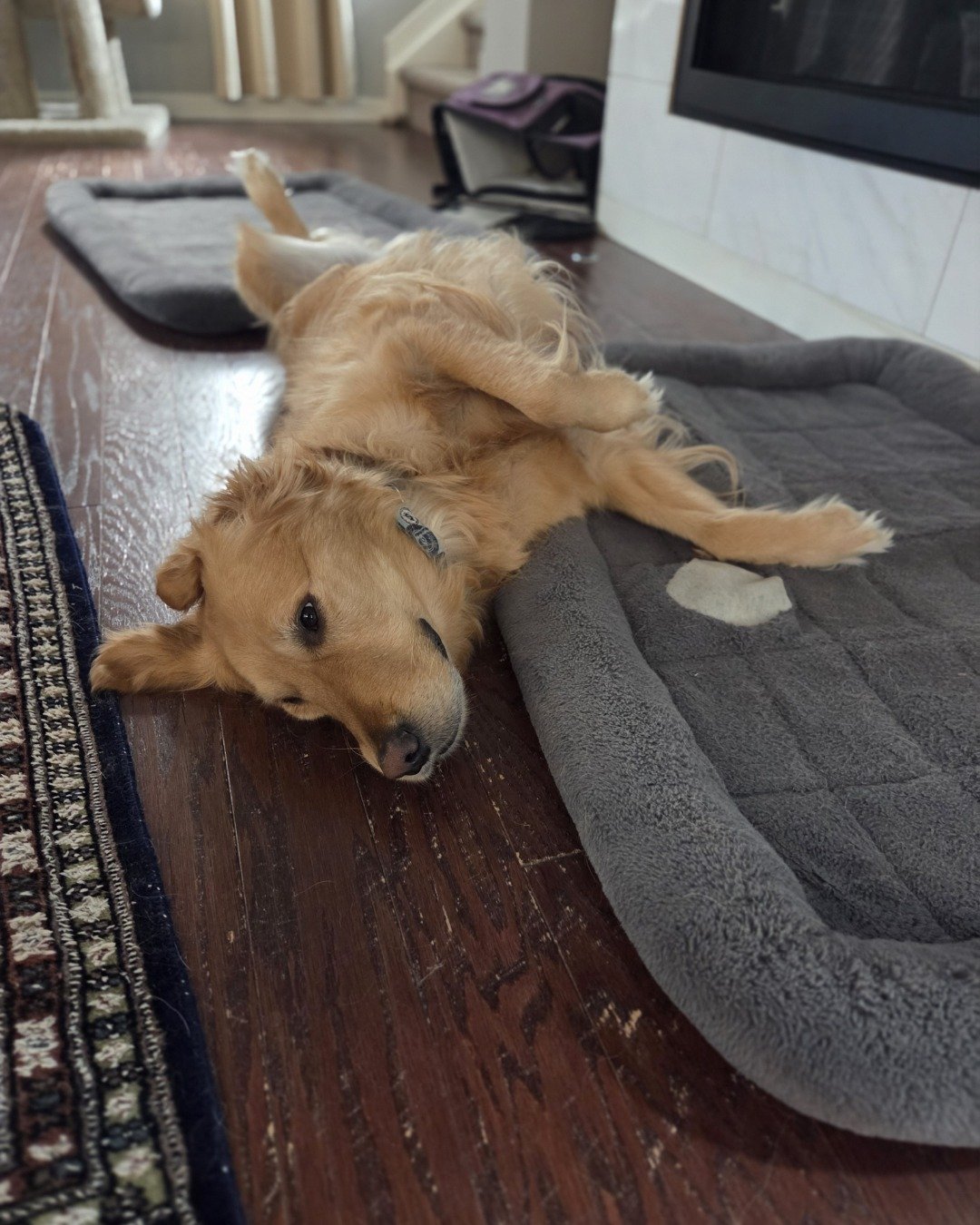 Jeffery. Dog, Home Decor, Puppy