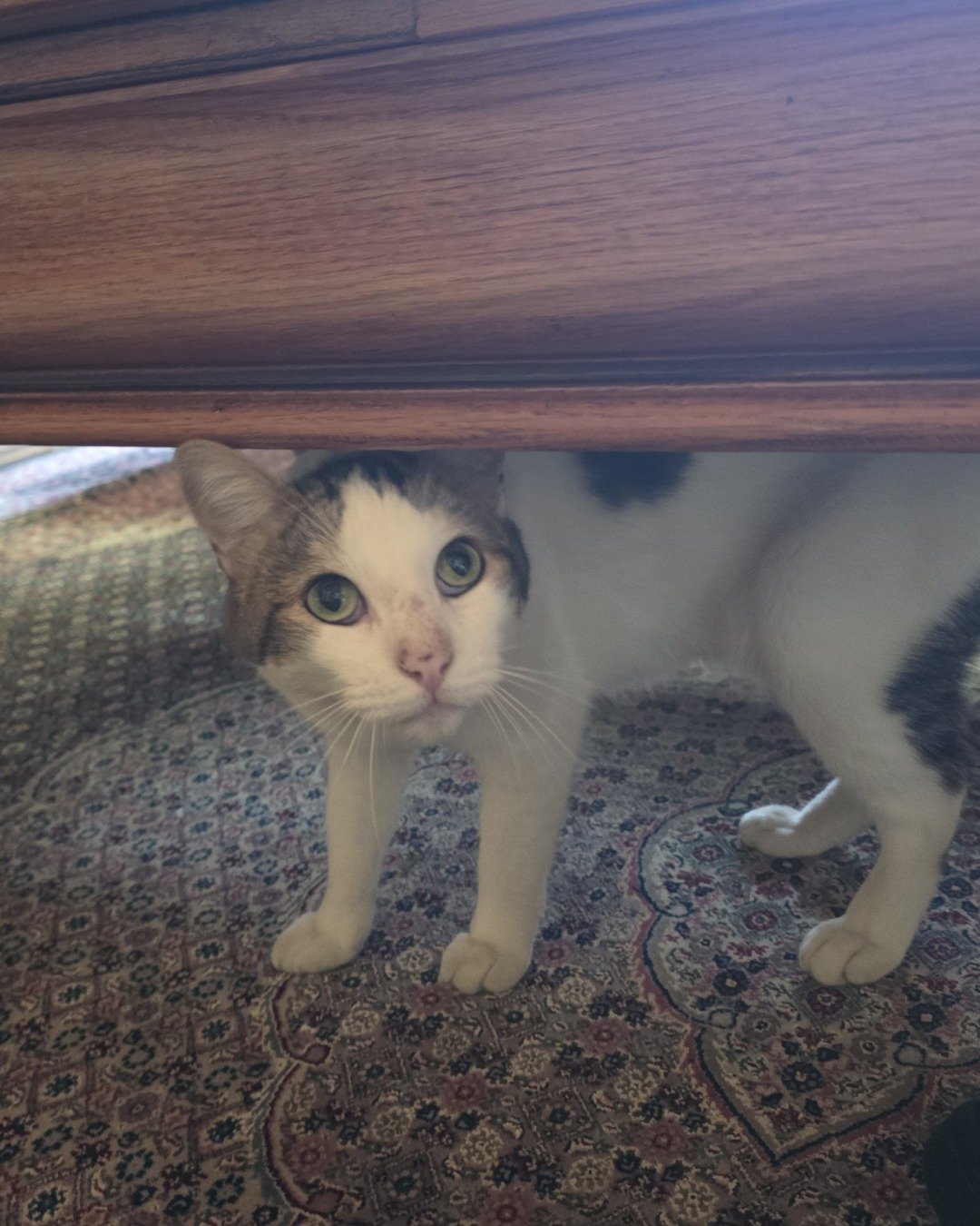 Rascal. Wood, Hardwood, Floor, Cat, Kitten, Furniture