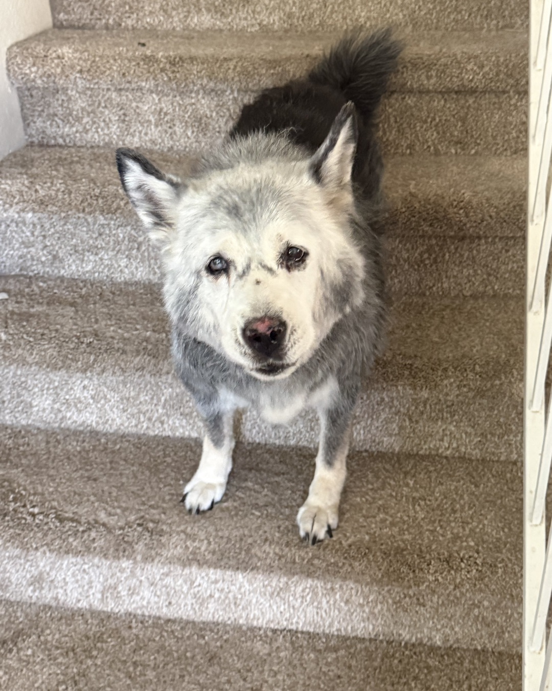 Loki the Husky Mix. Dog, White Dog, Husky, Architecture, Building, House