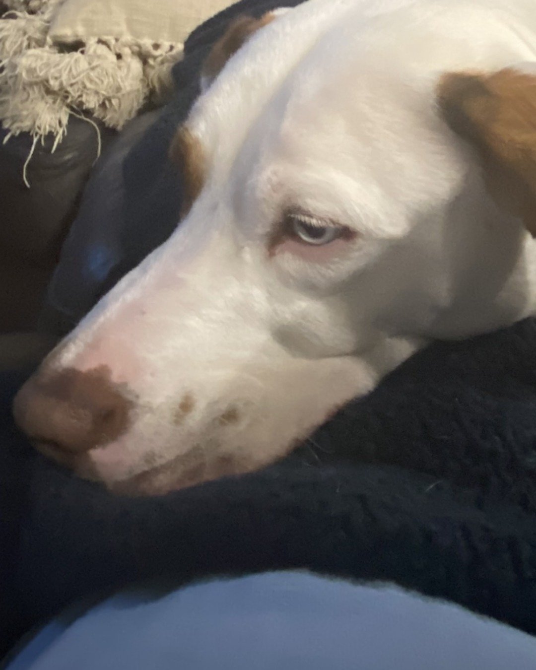 Daisy the Australian shepherd pit bull mix. Dog, Hound, Snout, Puppy