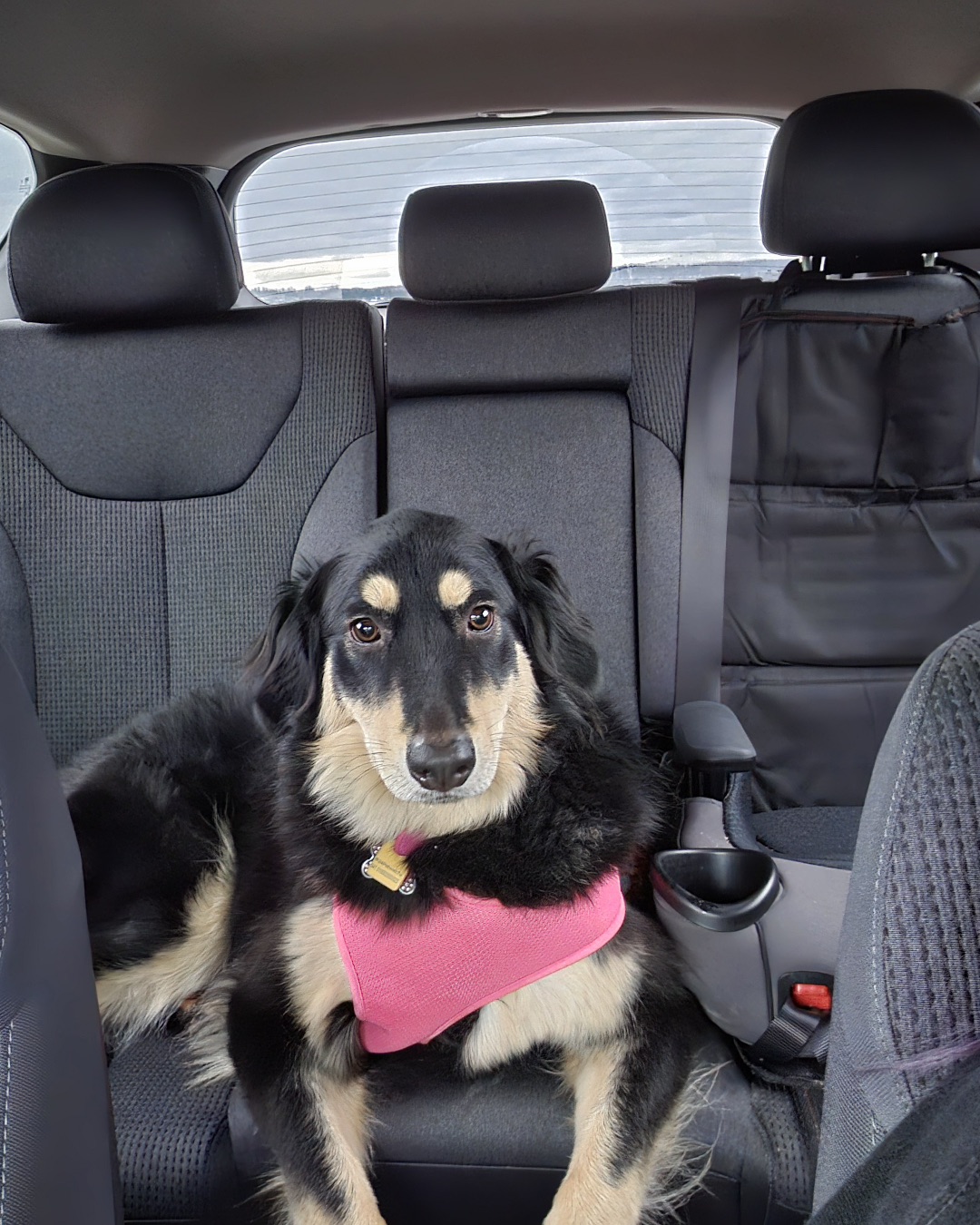 Roxi the German Shepherd Mix