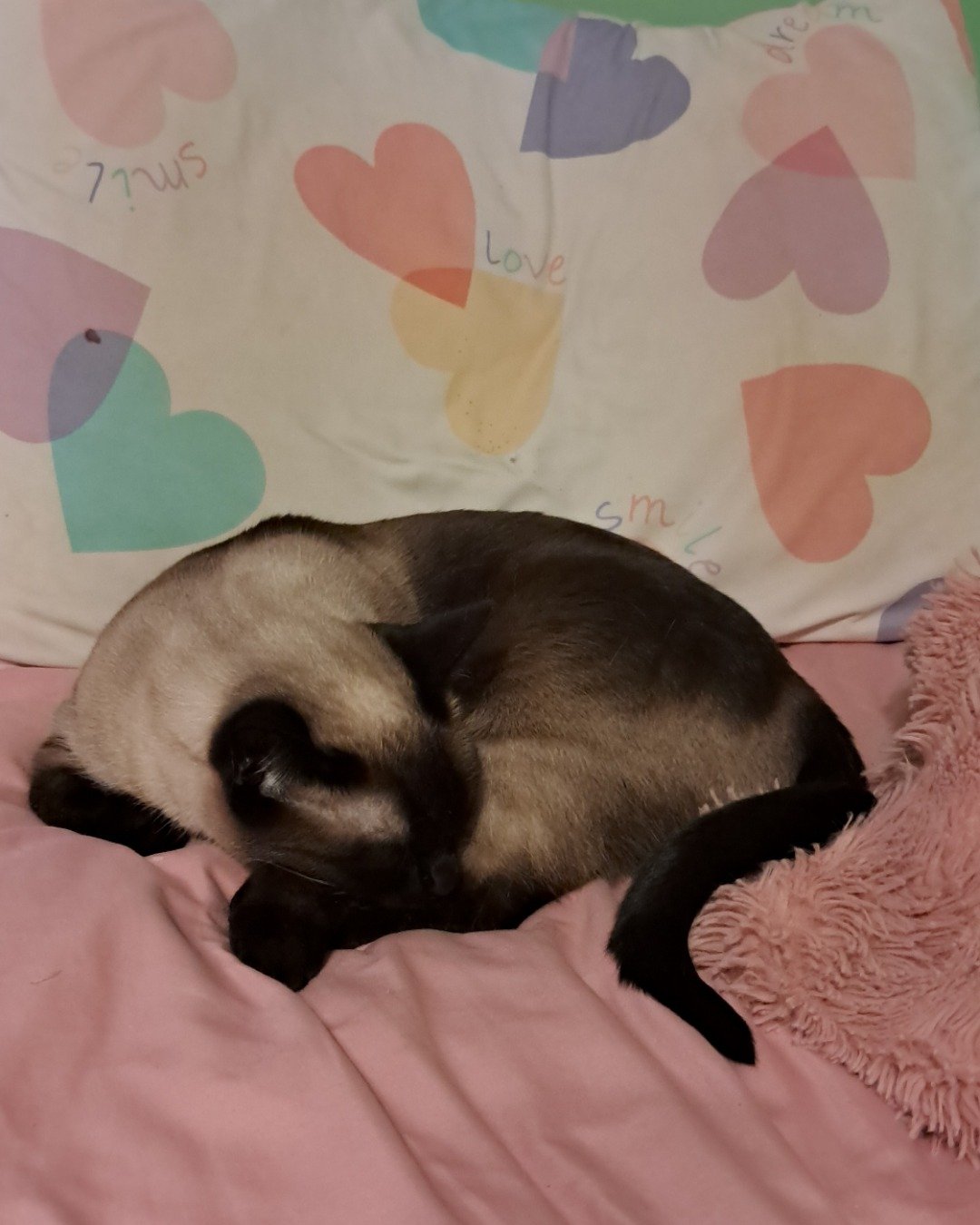Luna🌙💫 (twin of Stella) the Siamese. Cat, Dog, Siamese