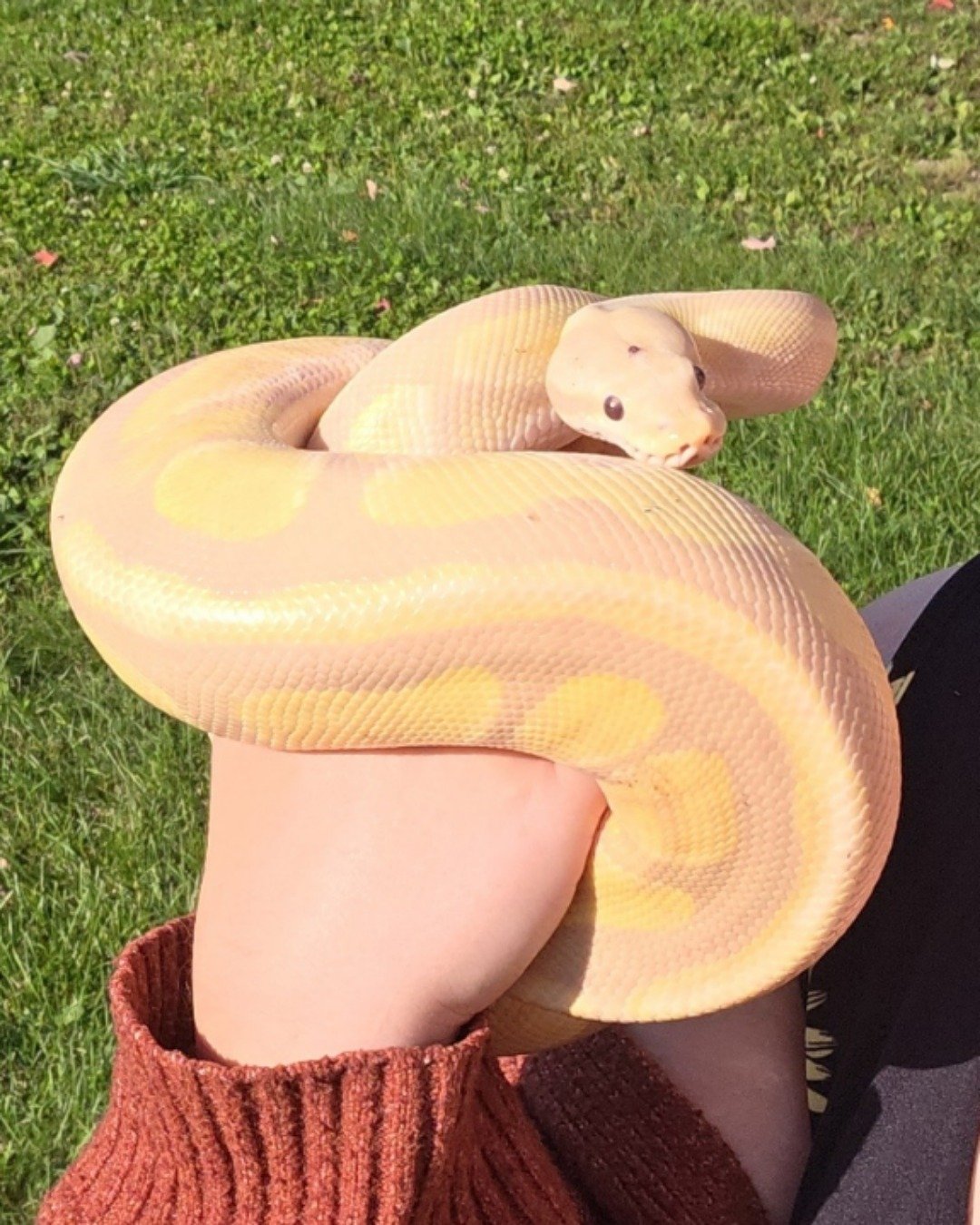 Gouda the Ball Python. Grass, Plant, Reptile, Snake