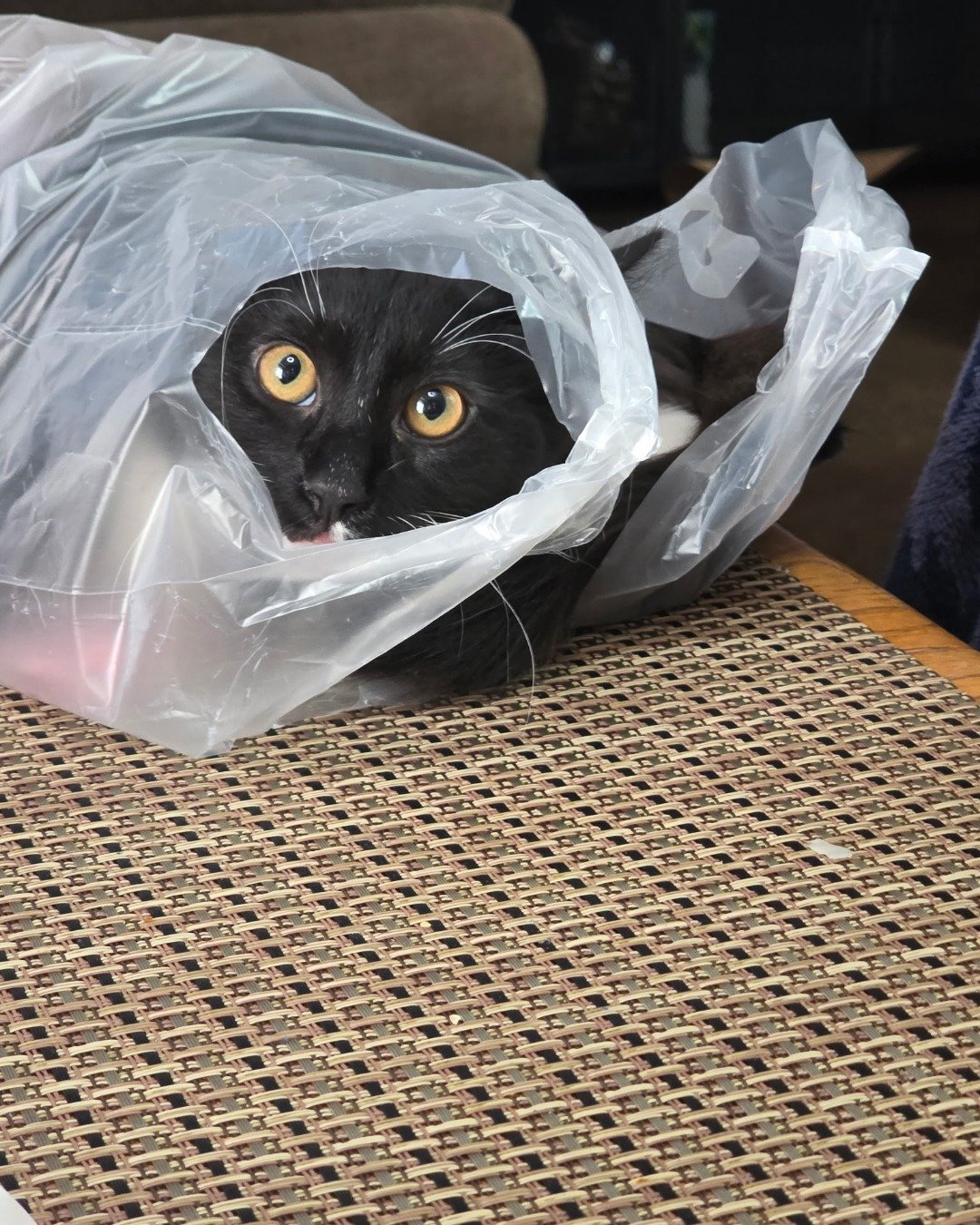 Andy. Plastic, Bag, Plastic Bag, Cat