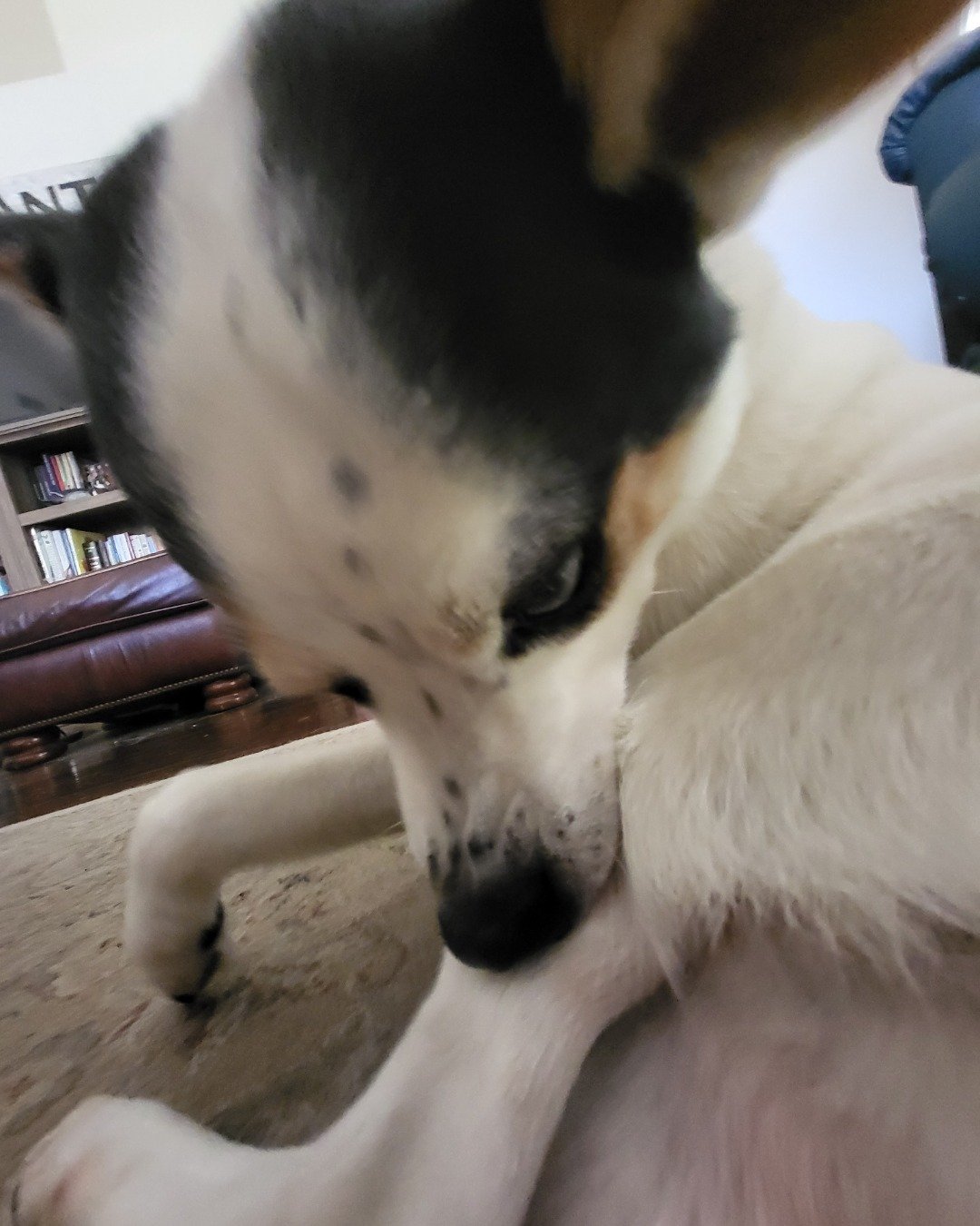 Billy the 1/4 Chihuahua 3/4 Queensland healer. Dog, Puppy, Couch, Furniture, Hound, Indoors