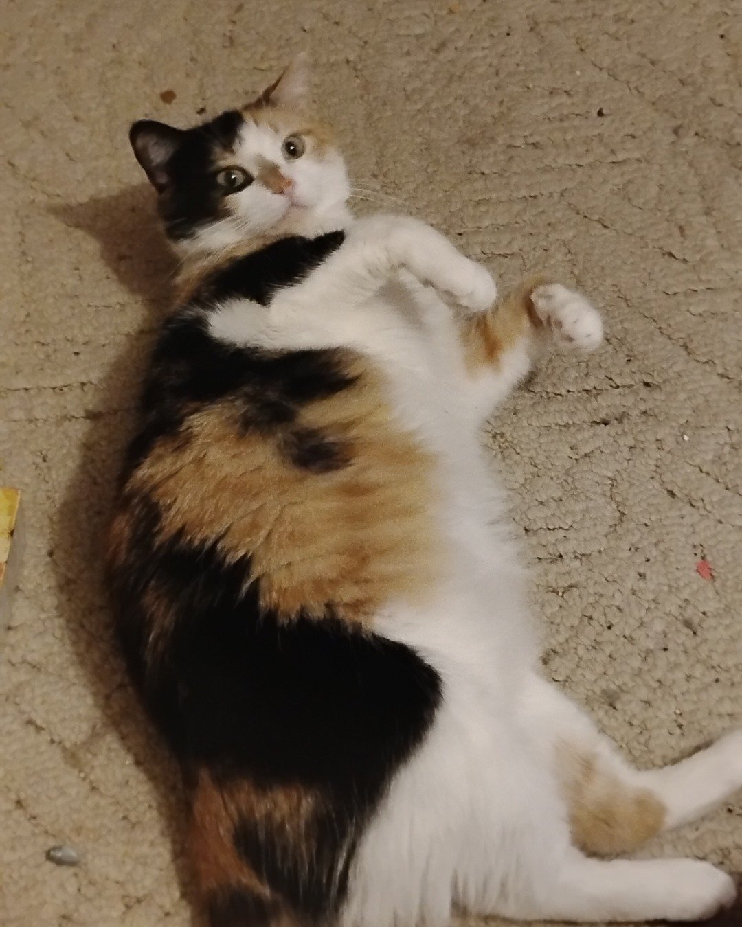 Sammy the calico. Cat, Manx, Kitten