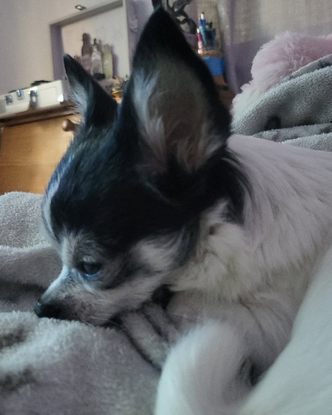 lulu the chihuahua. Dog, Puppy
