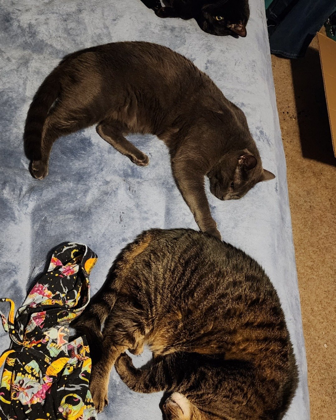 Happy, Rick, and Unity together. Person, Sleeping, Couch, Furniture, Cat, Bed