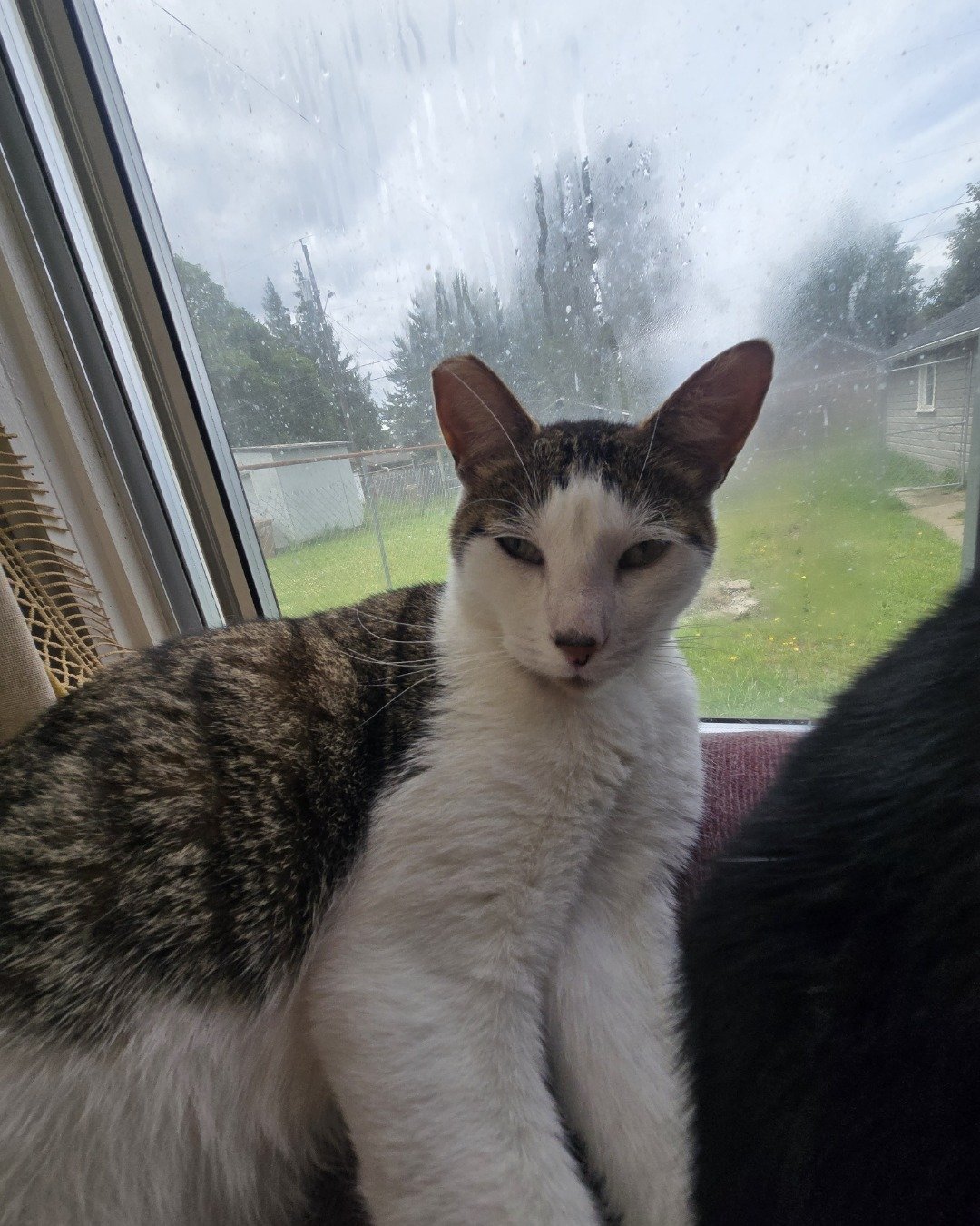 ✨️Zombie ✨️. Window, Cat, Grass, Plant, Kitten