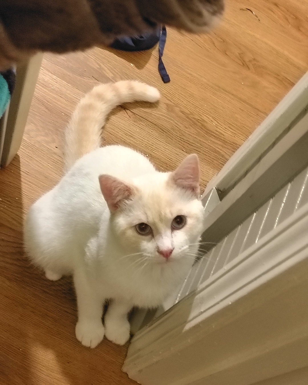 Mr Bing Bing! the fire cat. Wood, Hardwood, Floor, Flooring, Cat, Kitten