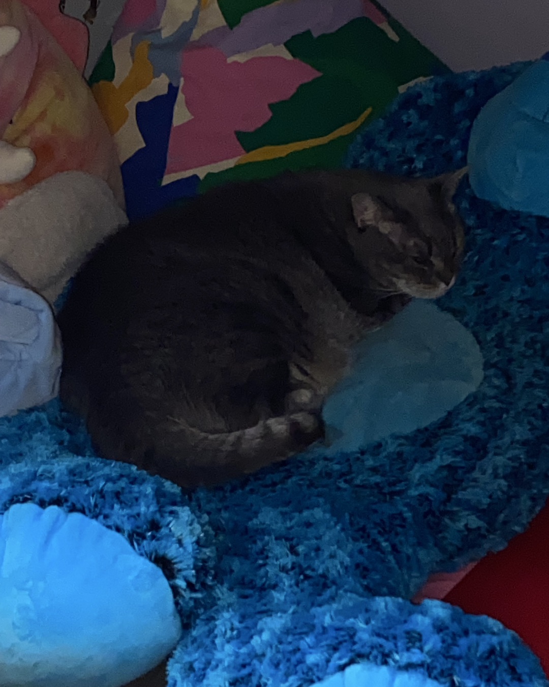 Lilith the Idk. Cat, Couch, Furniture