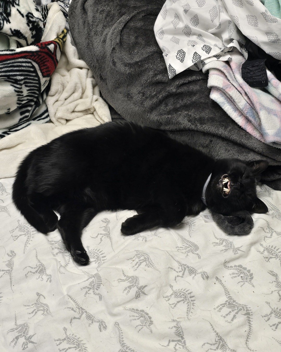 Balerion. Cat, Furniture, Couch, Blanket, Bed, Home Decor