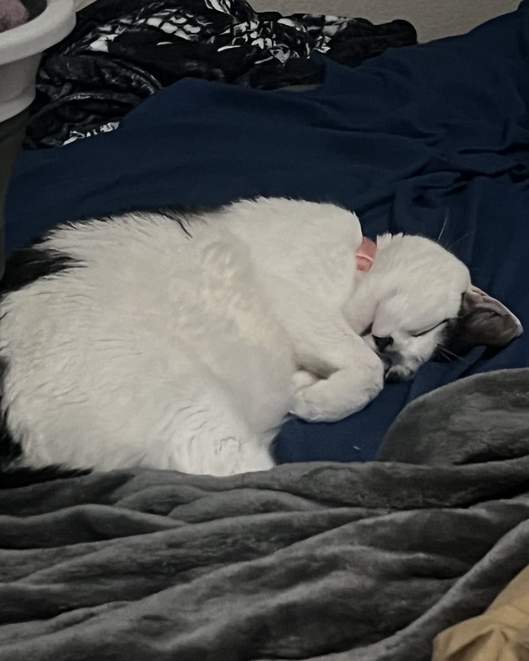 Cookies ‘N Cream (Cookie) the Cow Cat. Blanket, Person, Sleeping, Cat, Furniture, Couch