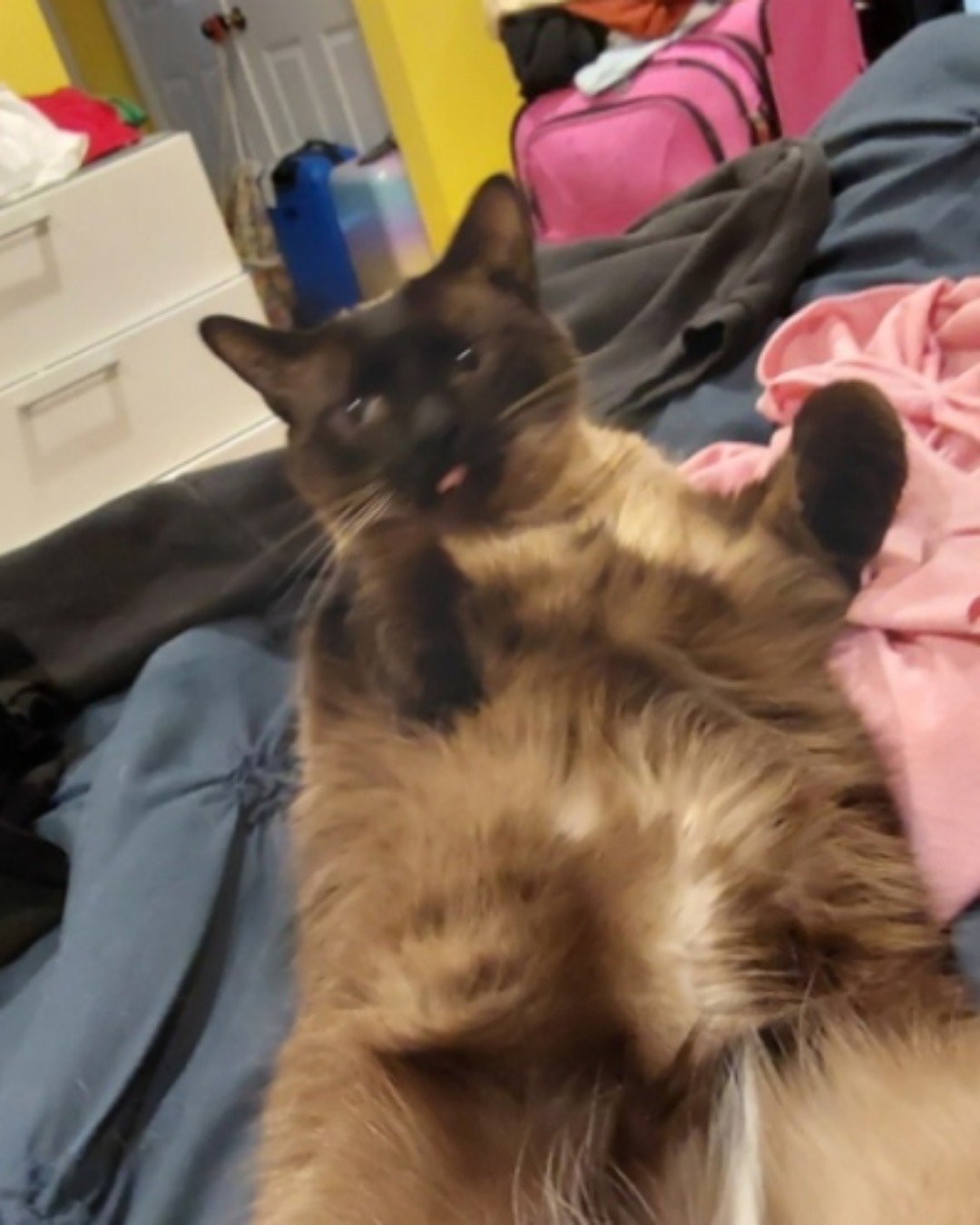stub tail Stella🙃😎 (twin of Luna) the Siamese. Cat, Siamese, Person