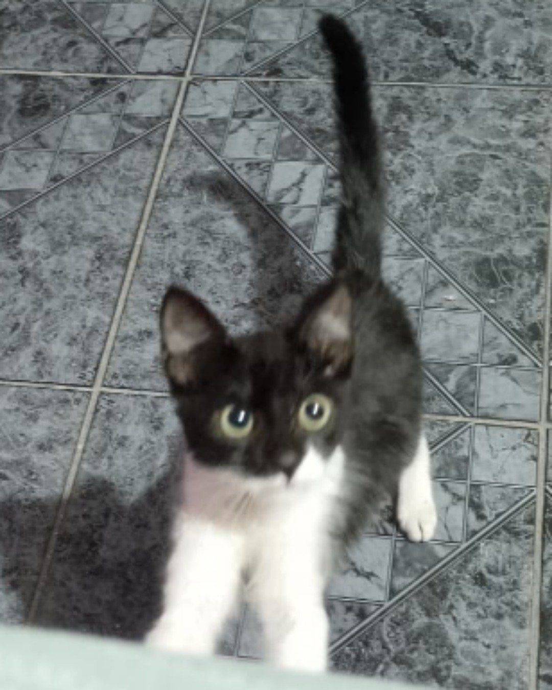 Silvestre. Cat, Kitten, Slate