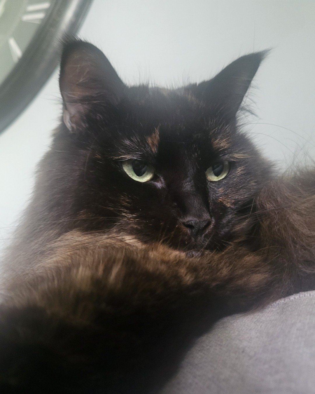 Minnie. Cat