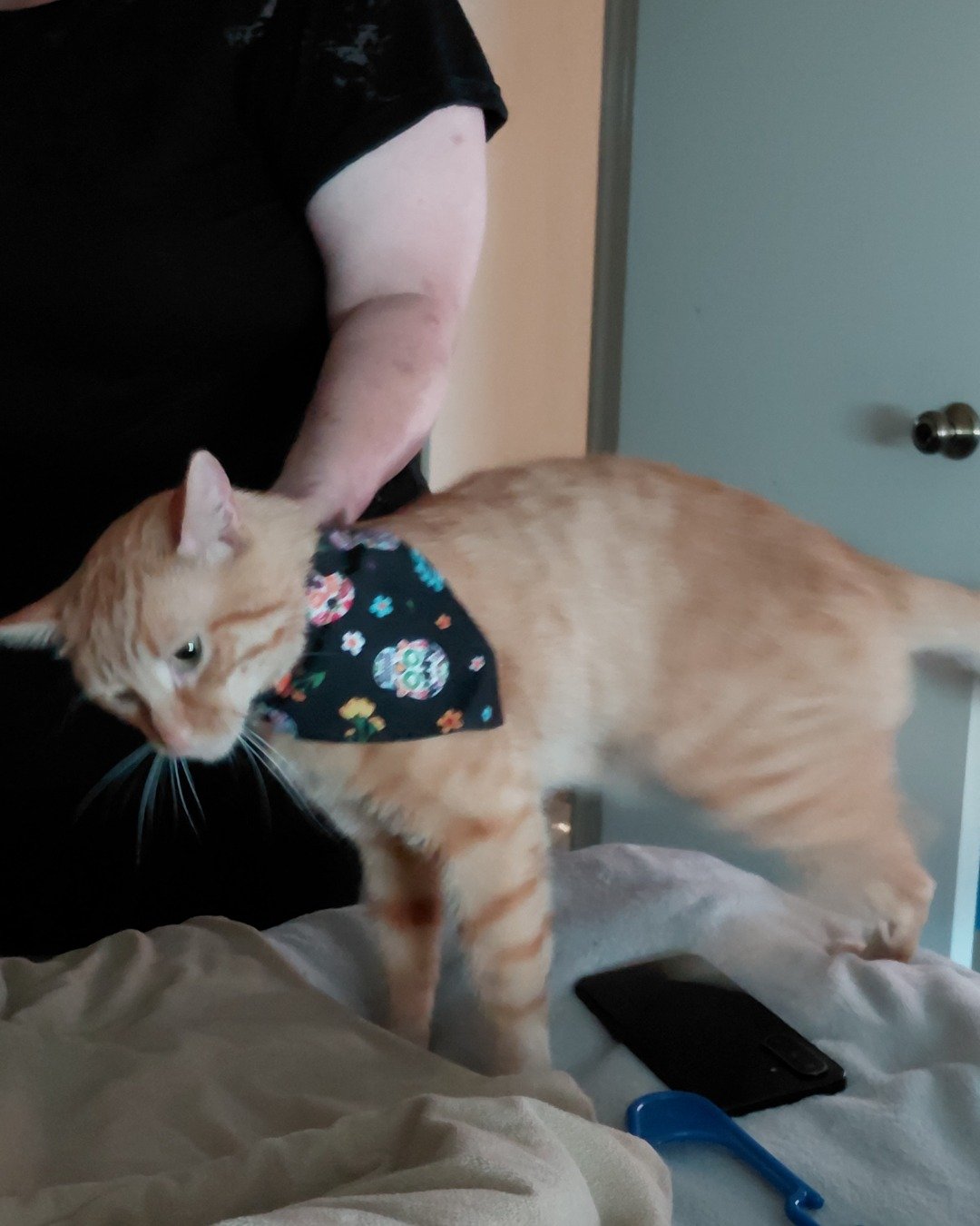 Phenyx the Orange tabby. Accessories, Formal Wear, Tie, Cat, Person, Furniture