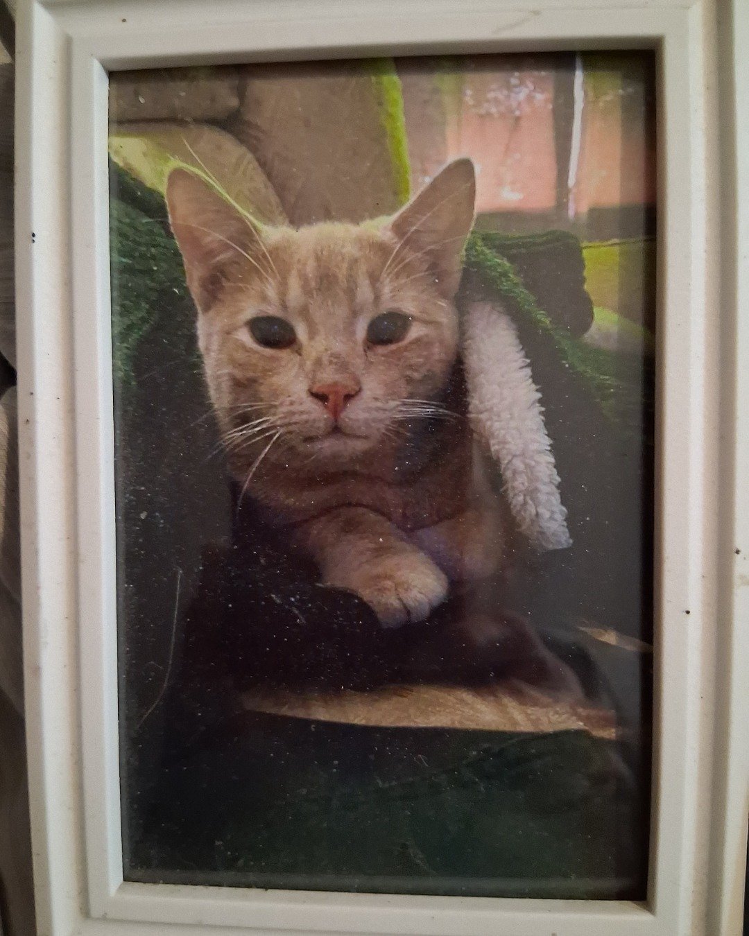 Mr. Orange. Cat, Abyssinian