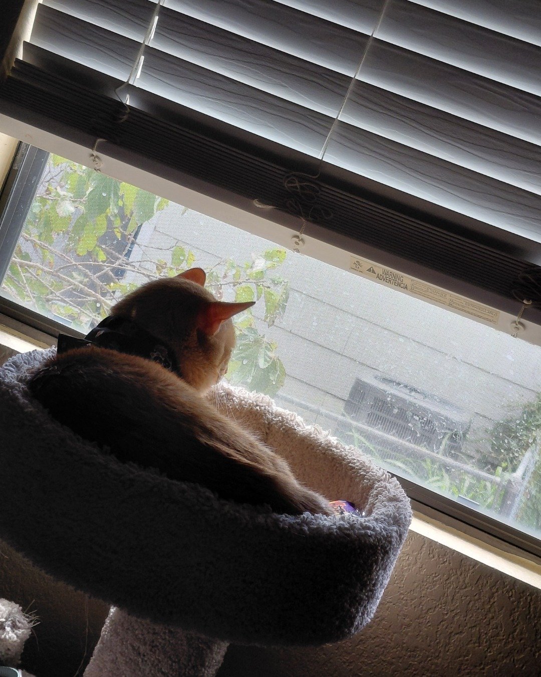 Phenyx the Orange tabby. Home Decor, Curtain, Window Shade, Window, Cat