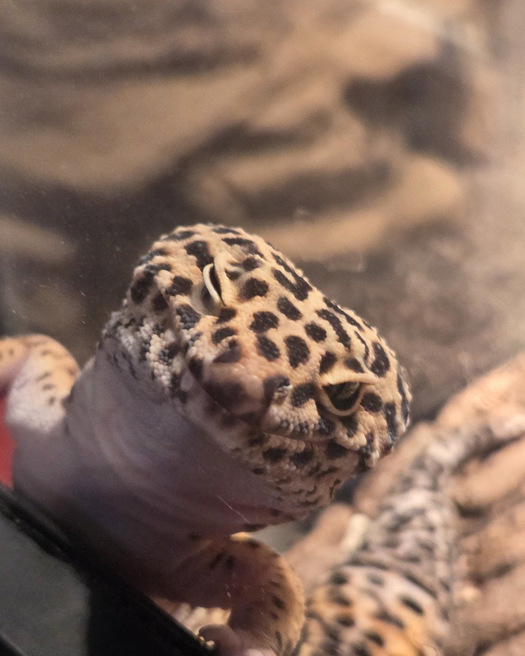 🦎Ashley🦎 the leopard gecko. Gecko, Lizard, Reptile