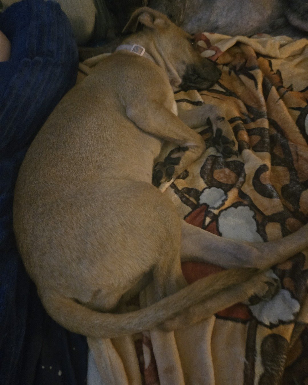 Marvel the Pinball pup. Dog