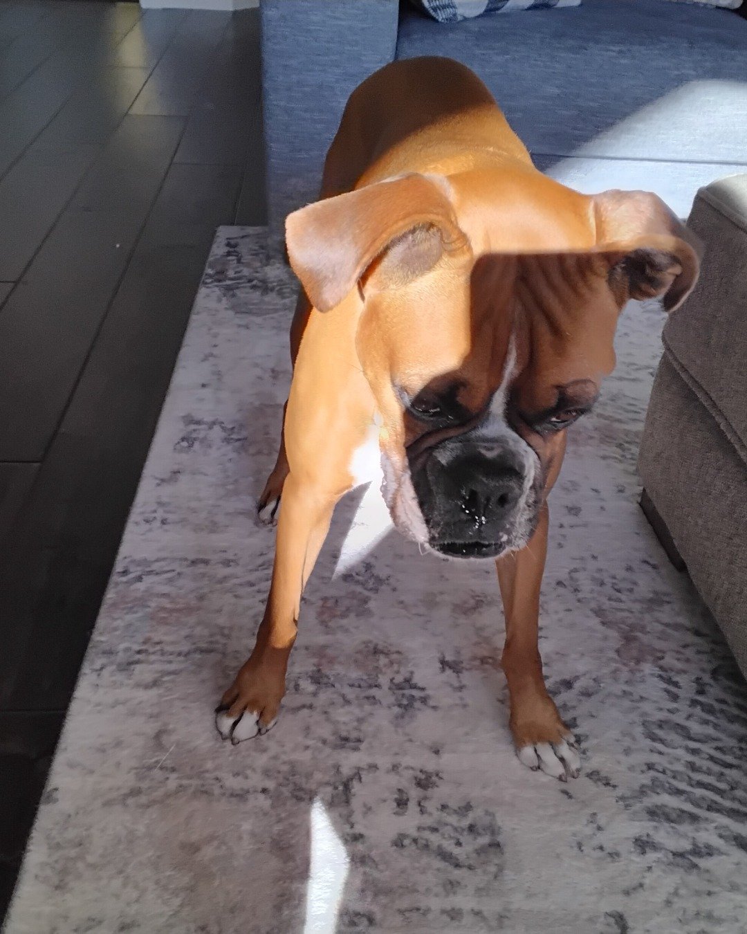 Niya the Boxer. Boxer, Bulldog, Dog, Floor
