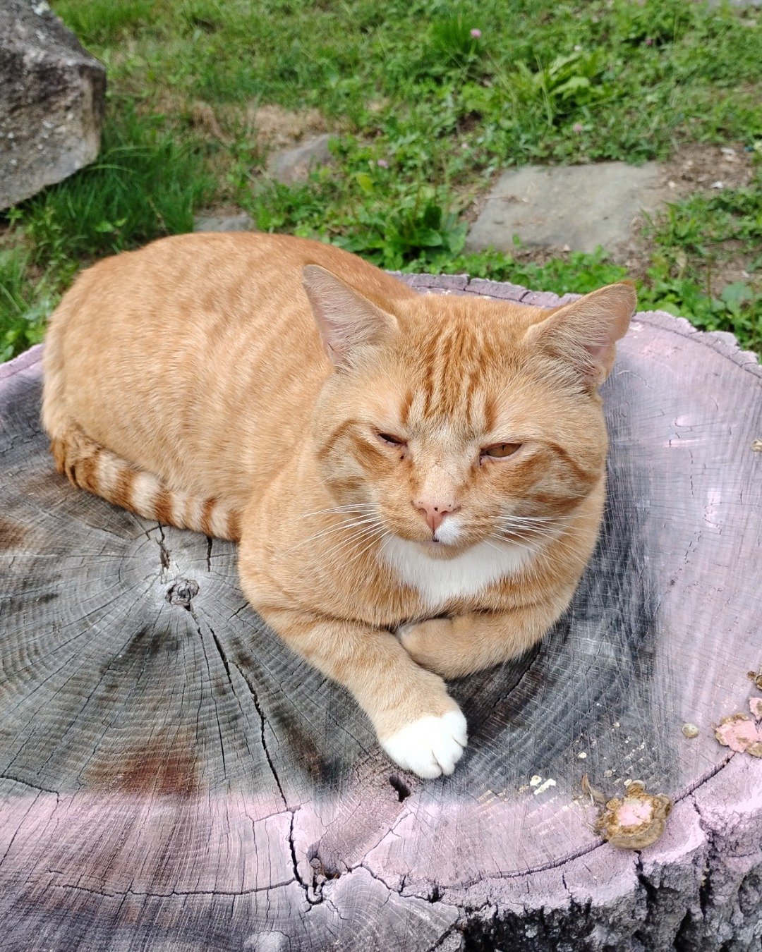 caramel the orange cat. Plant, Tree, Grass, Tree Stump, Wood, Cat