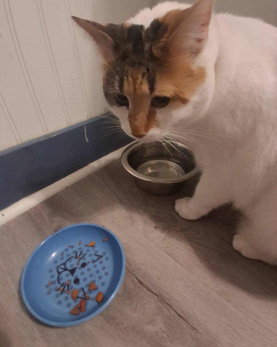 Callie the Calico maincoon. Food, Meal, Dish, Art, Porcelain, Pottery