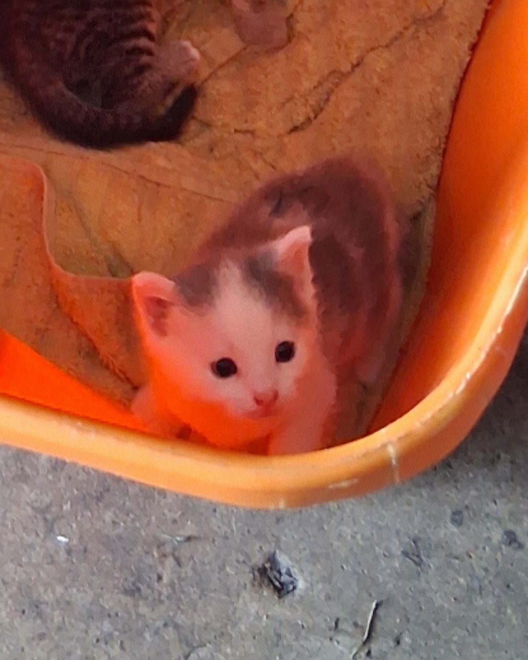 cloud. Cat, Kitten