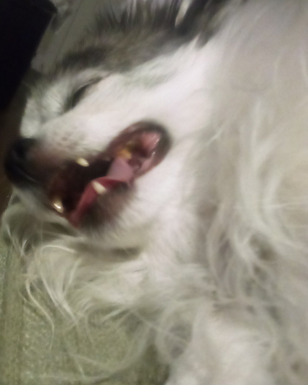 Patches the Long Hair Chihuahua. Dog, Eskimo Dog, Puppy, Body Part, Mouth, Person