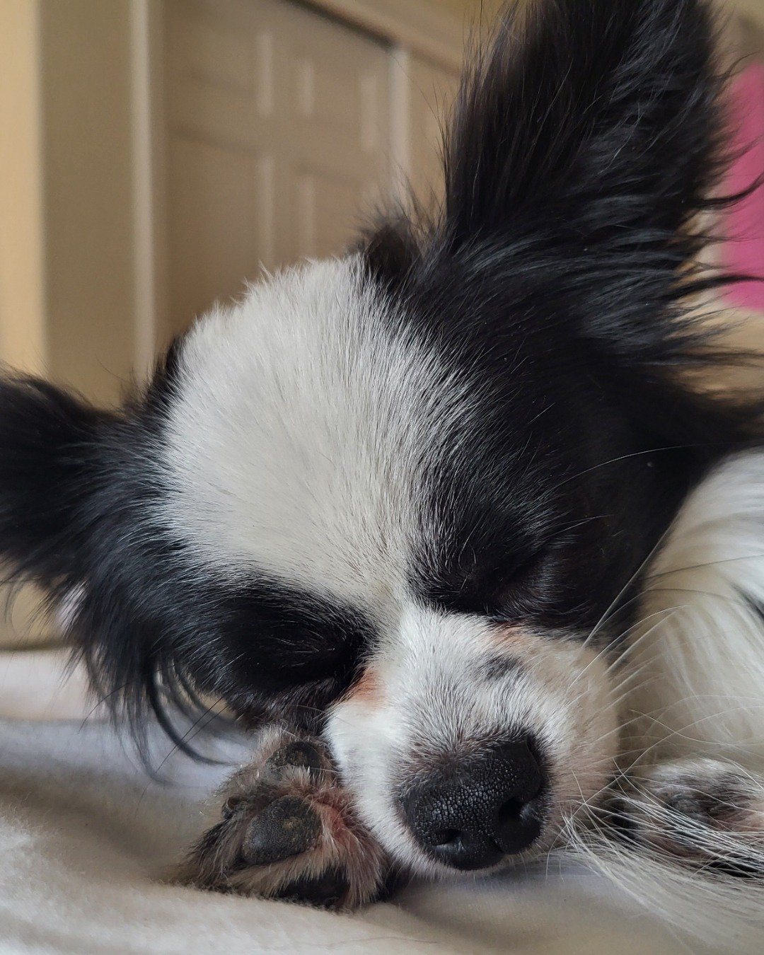 Danny the Long haired Chihuahua. Cocker Spaniel, Dog, Papillon, Puppy