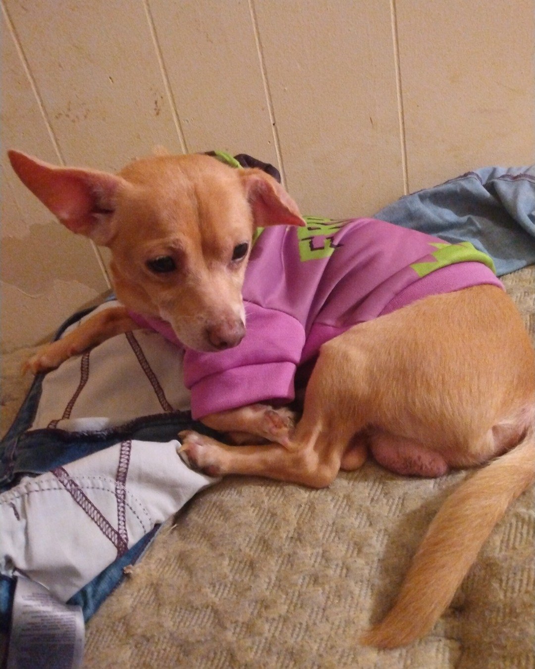 Sammy. Chihuahua, Dog, Puppy, Hound