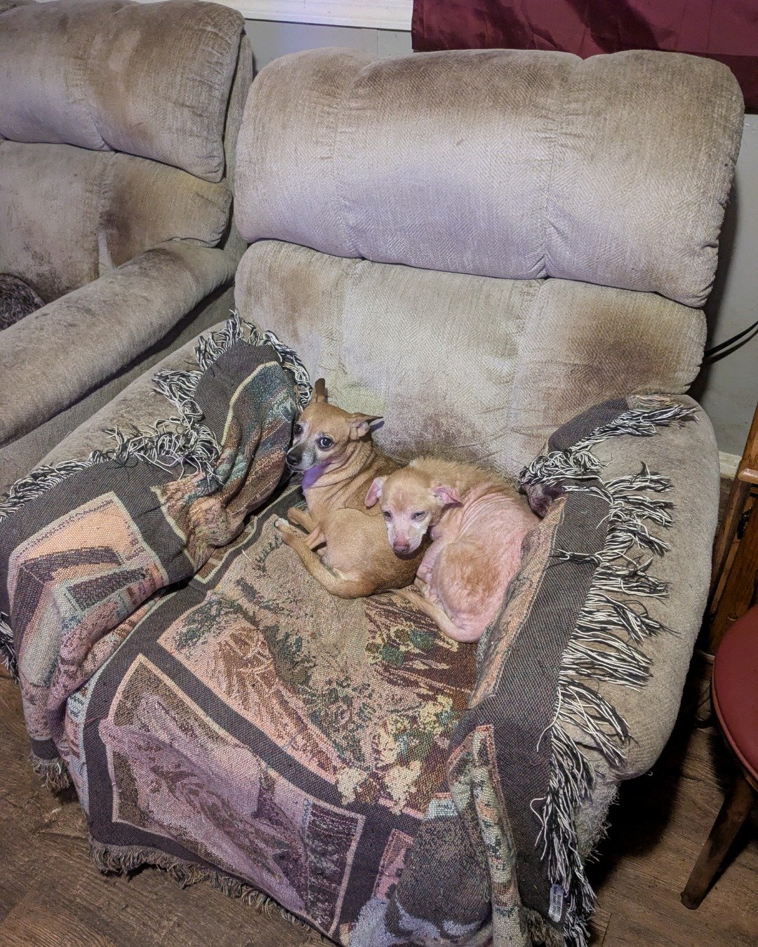 Sammy. Furniture, Couch, Dog, Chair