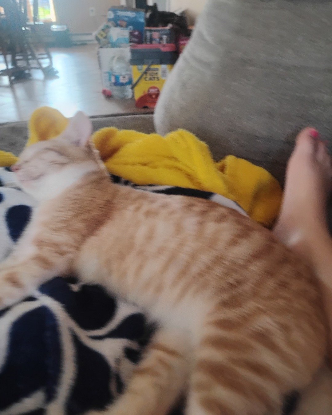 Zack. Couch, Furniture, Person, Sleeping, Cat, Kitten