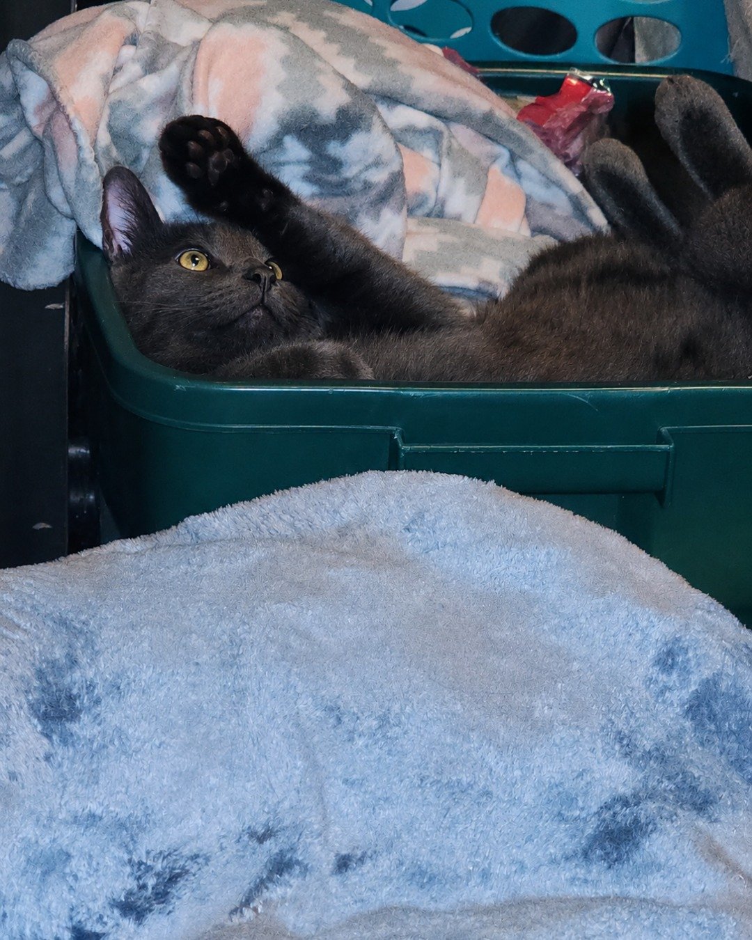 Happy. Cat, Laundry