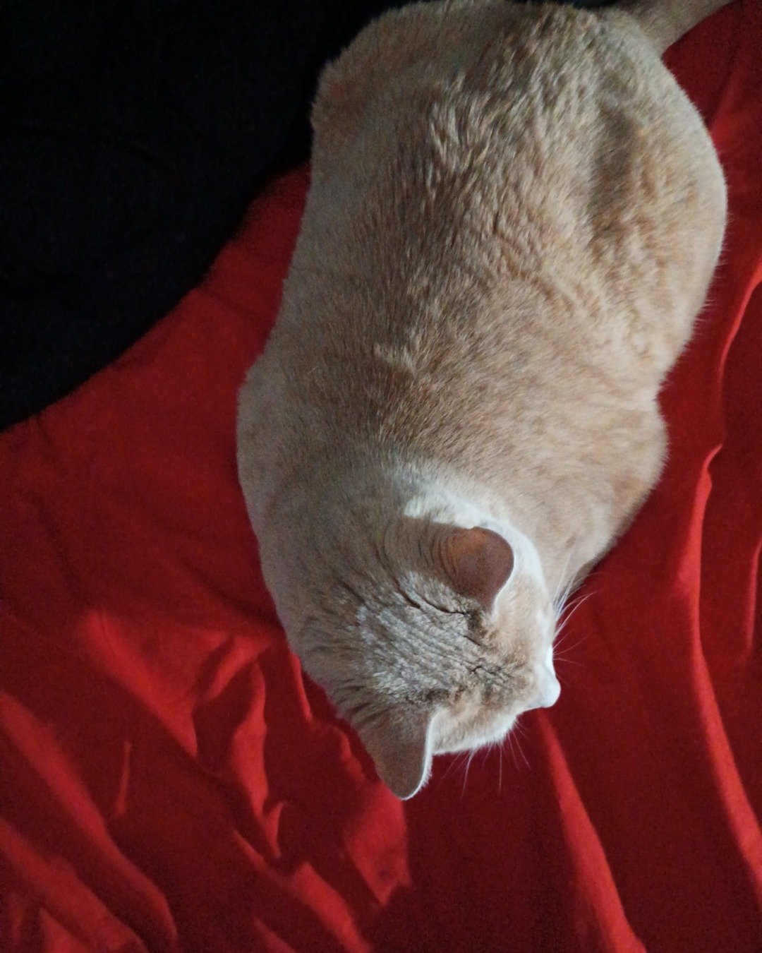 nacho. Cat, Person, Sleeping, Couch, Furniture, Blanket