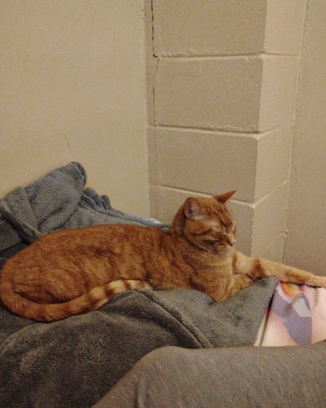 Tiger. Couch, Furniture, Abyssinian, Cat, Blanket
