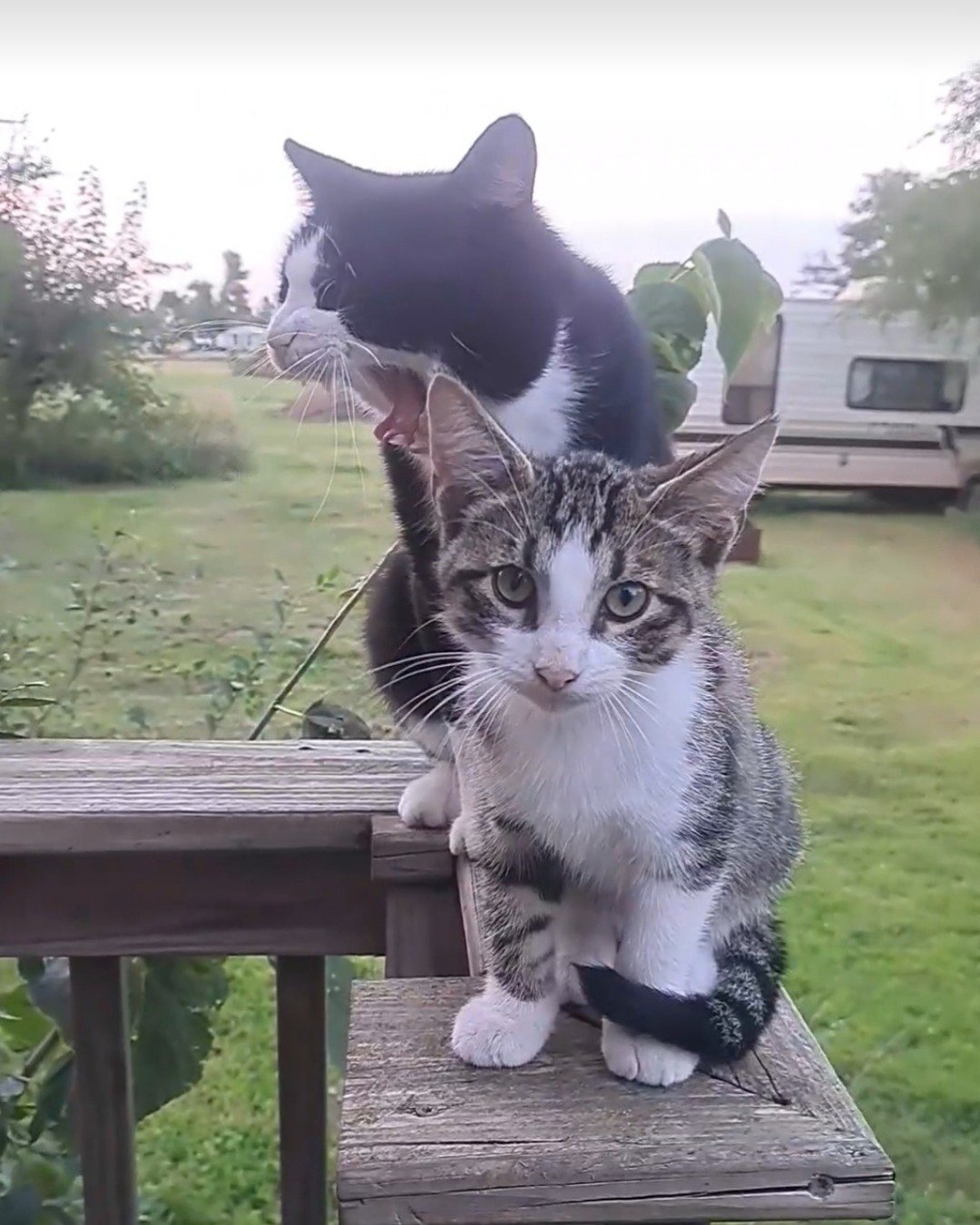 Sol. Grass, Plant, Cat, Kitten, Outdoors