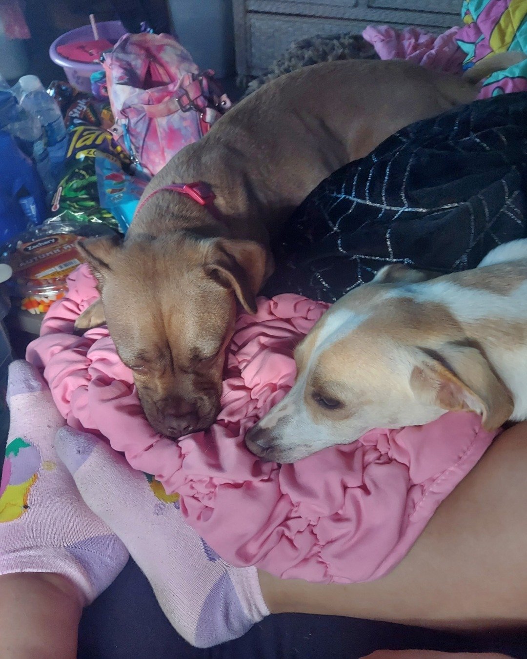 Lucas the a mix of Jack Russell and chihuahua. Person, Sleeping, Dog, Puppy, Cushion, Home Decor