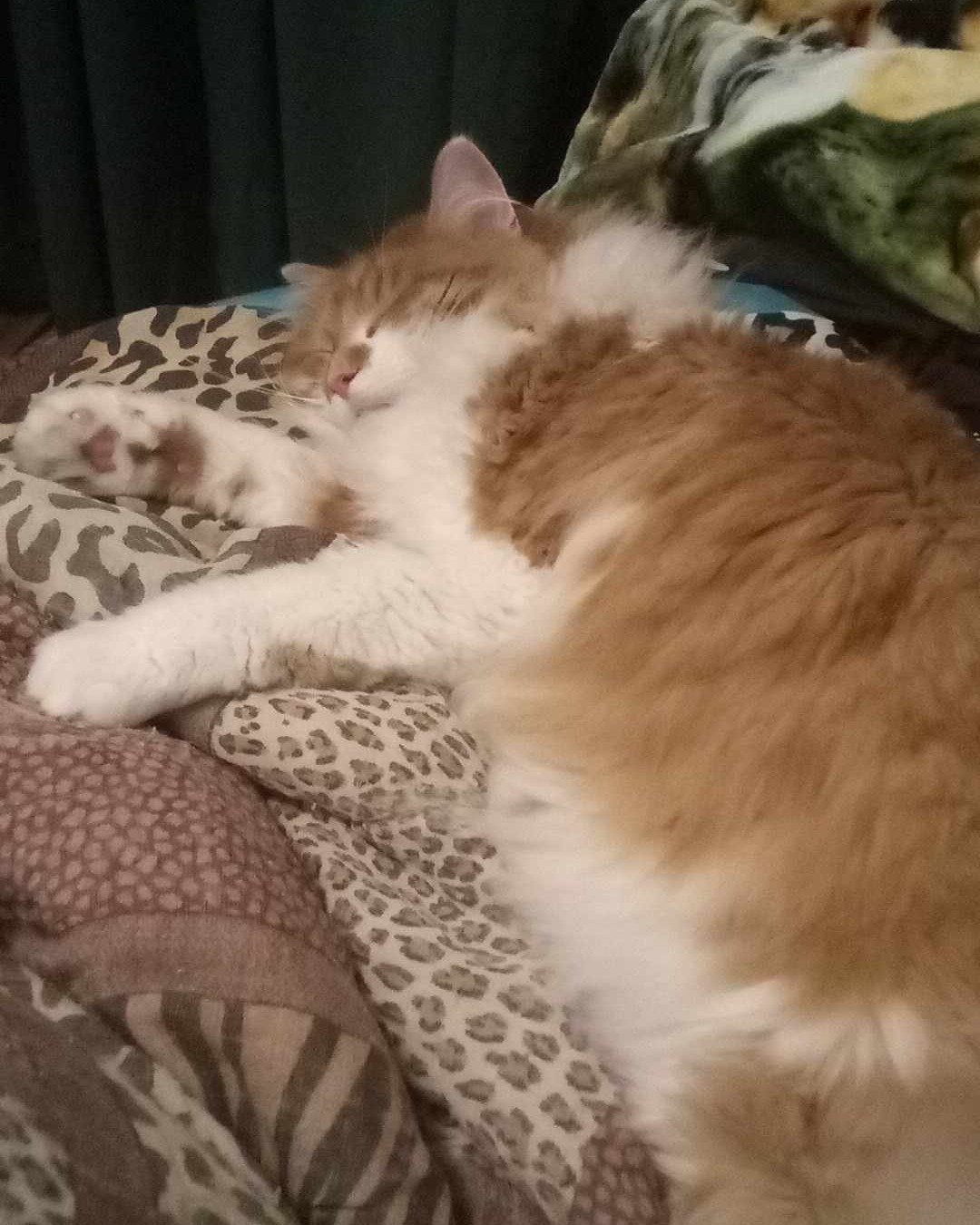 Lucky. Person, Sleeping, Cushion, Home Decor, Cat, Kitten