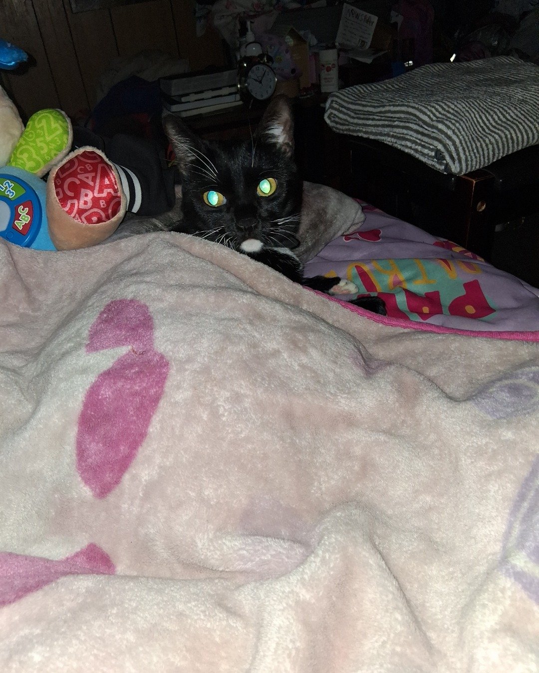 Angel the Tuxedo. Blanket, Furniture, Baby, Person, Cat, Quilt