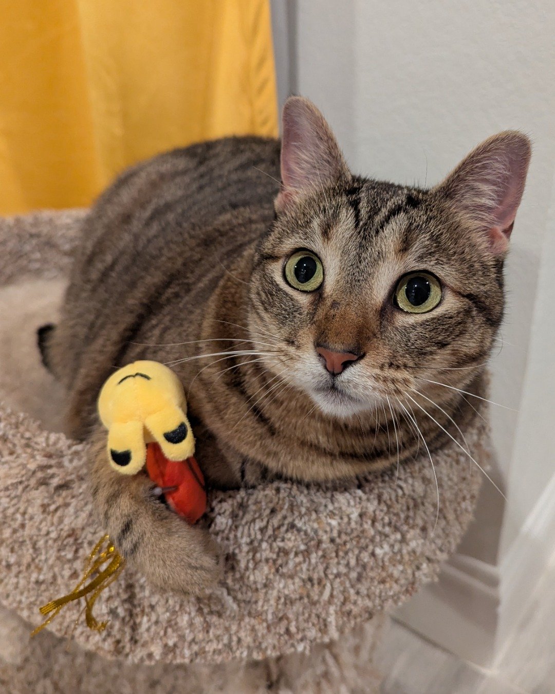 Cheddar Biscuit the Brown Tabby Shorthair. Abyssinian, Cat