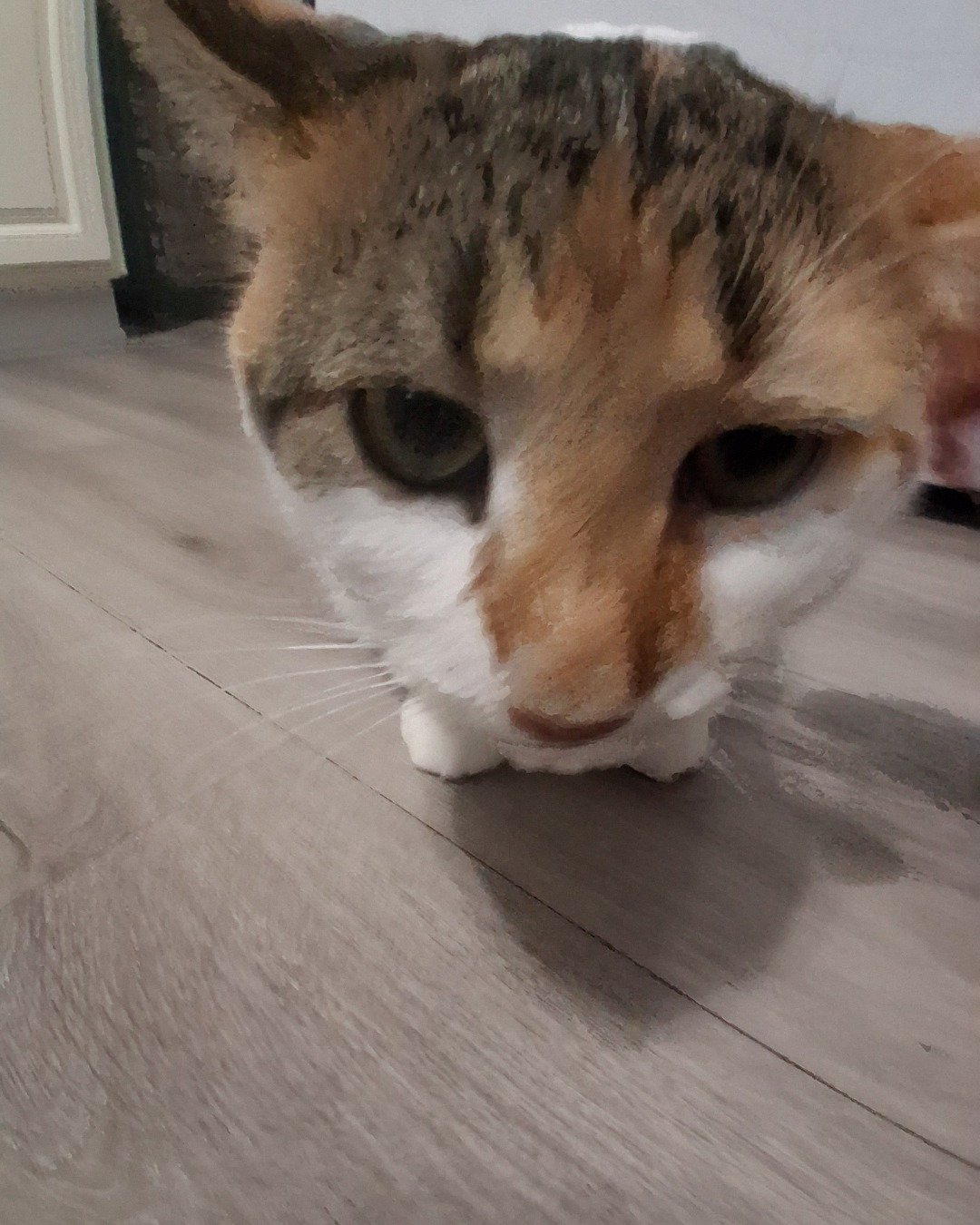 Callie the Calico maincoon. Floor, Flooring, Wood, Hardwood, Cat, Kitten