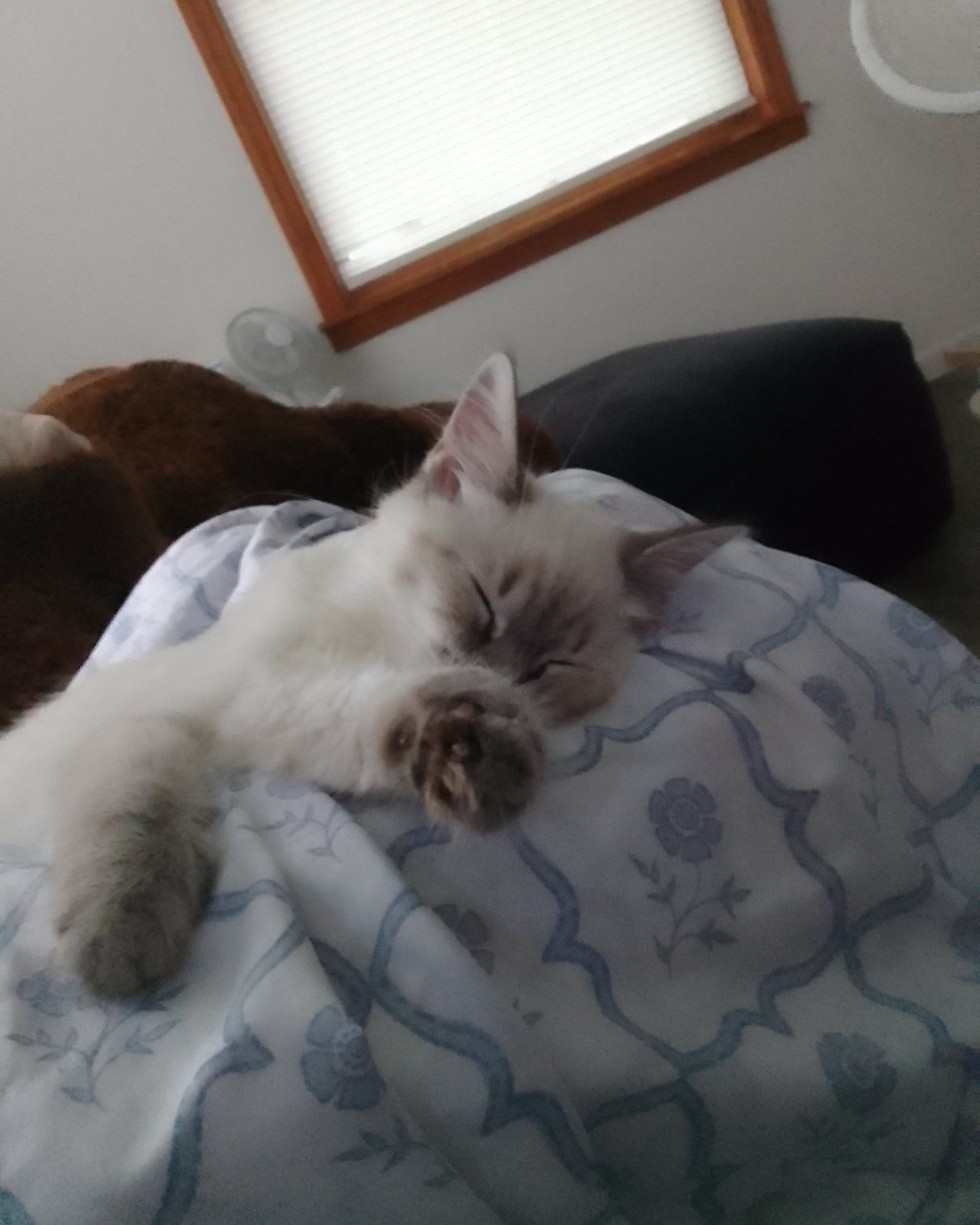 Salt the Unknownnn. Cushion, Home Decor, Couch, Furniture, Cat, Kitten