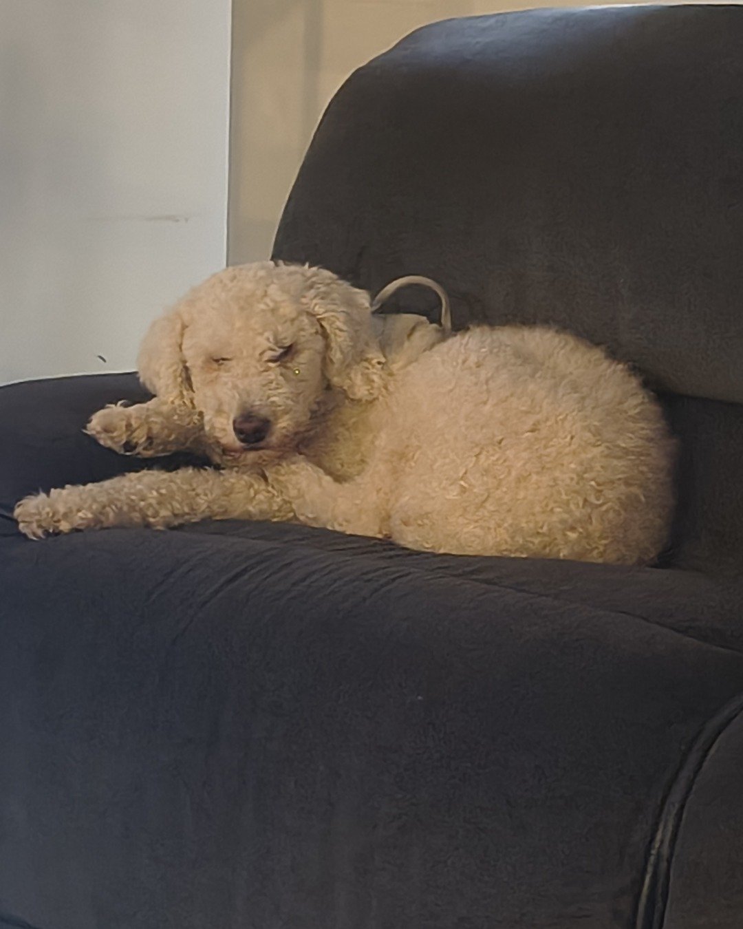 blaire the golden doodle!. Dog, Couch, Furniture, Poodle