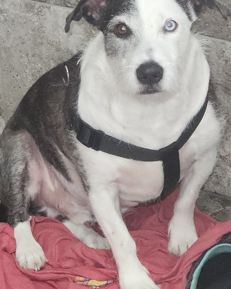 Willie the terrier. Dog, Husky, Accessories, Strap, Puppy