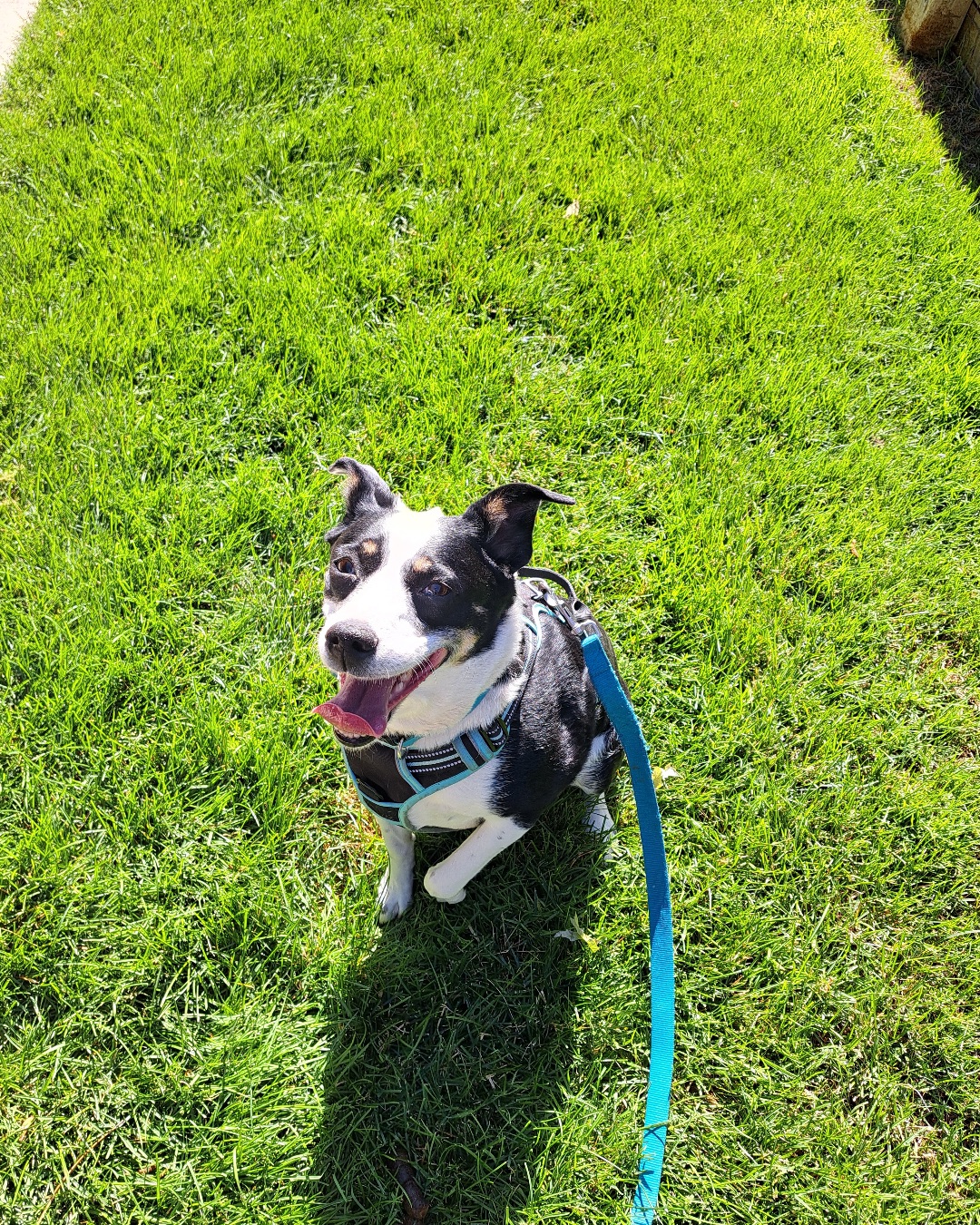 Midi the Aussie/ Blue Heeler